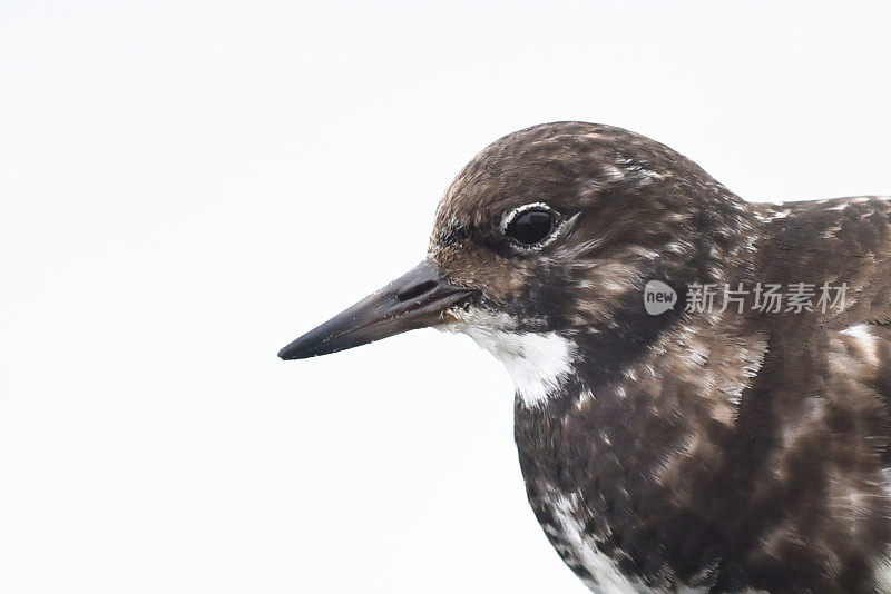 Turnstone Bird High Key